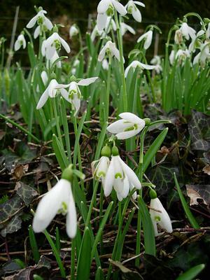 Snowdrops