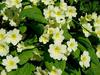 Primroses